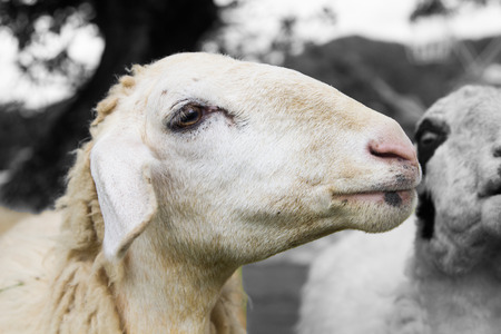 close up sheepの写真素材