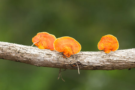 mushroom on the branches