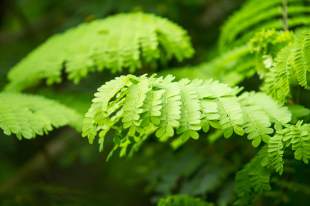 closeup leaf in the forest