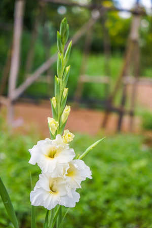 close up white flower on the gardenの写真素材