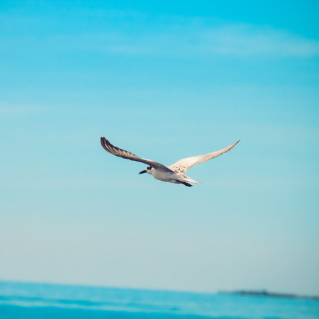 seagulls birds flying on beautiful blue sky.の写真素材