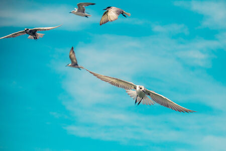 seagulls birds flying on beautiful blue sky.の写真素材