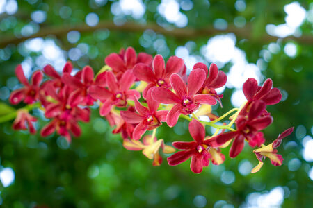 Bouquet of red orchids in the gardenの写真素材