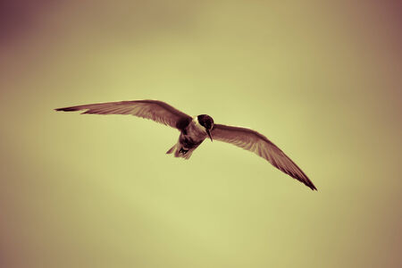 seagulls birds flying on beautiful blue sky.の写真素材