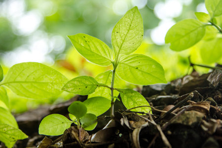 close up green sprout growing on the forest