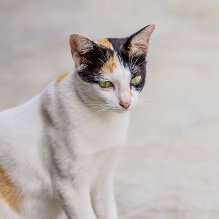 cute thai cat looking for something in the gardenの写真素材