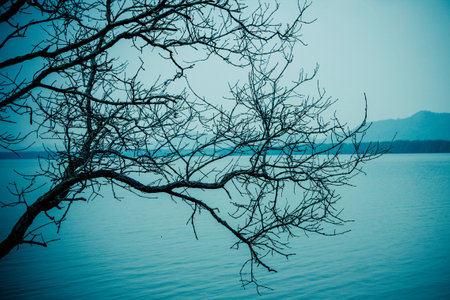 black colour branches of treeの写真素材