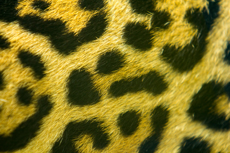 close up beautiful leopard skin textureの写真素材