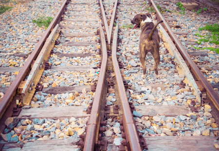 railroad and dog in bangkok, thailandの写真素材