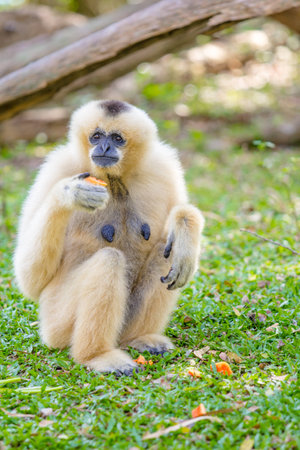 monkey eating fruit for breakfast on lawnの写真素材