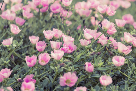 close up beautiful pink flower in the gardenの写真素材