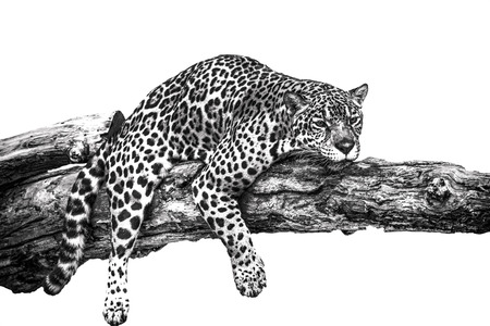 Leopard lying on a timber in a monochrome image.の写真素材