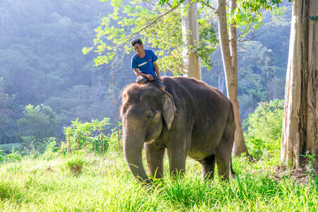 PAK CHONG, THAILAND - NOV 23 : Daily Mahout was climbing on the the backs of elephants November 23, 2014 in Pak Chong, Thailandのeditorial素材