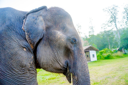close up asian elephent in thailandの写真素材