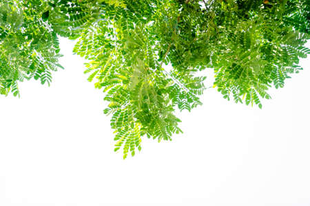 Green leaves on white backgroundの写真素材