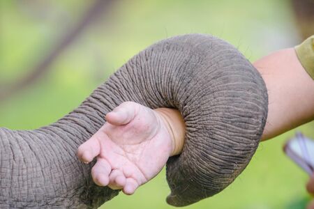 close up trunk of elephant strap handの写真素材