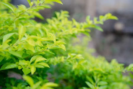 close up green leave in the gardenの写真素材