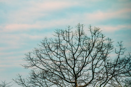 big dead tree on sky background