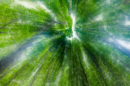 green forest in thailand