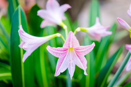beautiful pink flowers in the gardenの写真素材