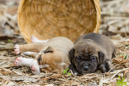 pit bull puppy dog sleeping on sward
