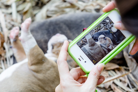 women take a photo puppy sleeping by smartphoneの写真素材