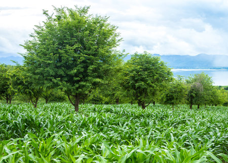 beatiful corn fields on the morning