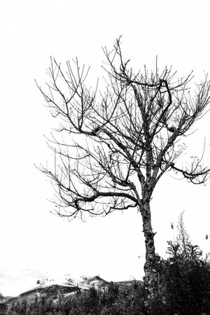 Dead tree on white backgroundの写真素材