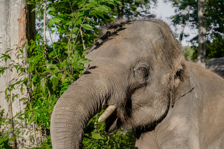 close up baby asian elephent in thailandの写真素材