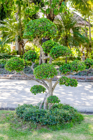The tree is trimmed in garden
