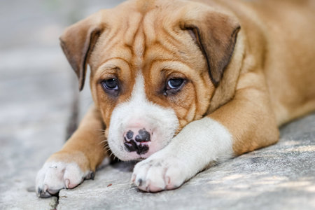 close up pit bull puppy dog on groundの写真素材