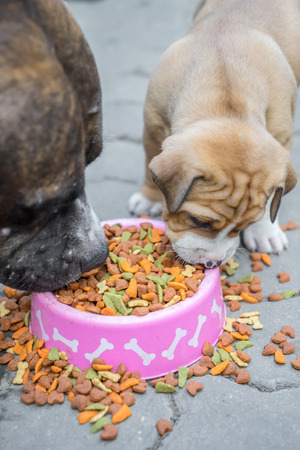 Puppy dog and mom eating food in bowlの写真素材