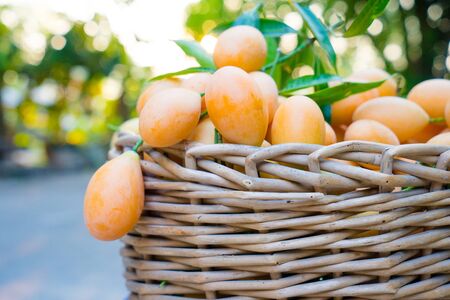 sweet Marian plum thai fruitの写真素材