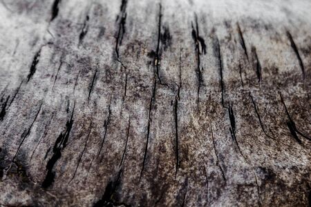 close up old timber textureの写真素材