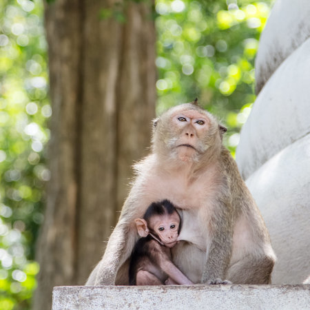monkey family is sitting on ground