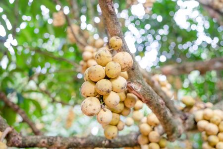 wollongong fruits on tree in the orchardの写真素材