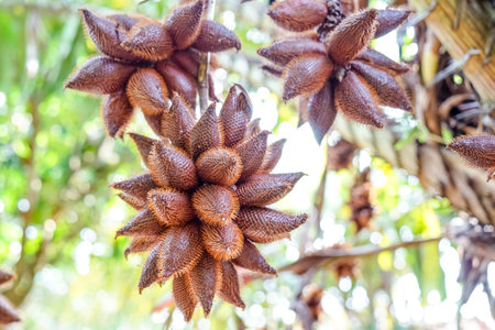 zalacca fruit on tree in the Orchard