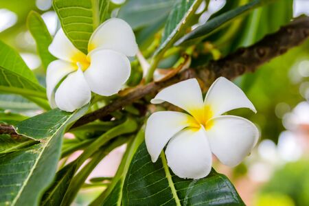 Beautiful white frangipani flowers in treeの写真素材