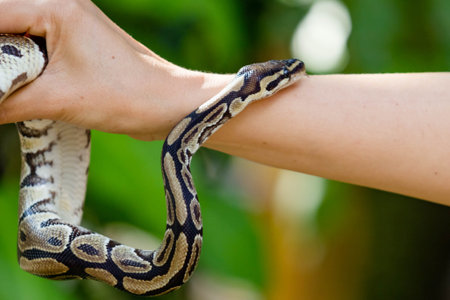 close up a poisonous snake on the armの写真素材