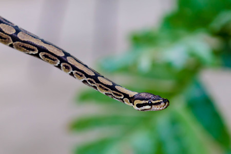 close up a  poisonous snakeの写真素材