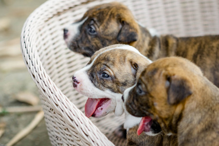 close up cutie pitbull puppy dog in the basketの写真素材