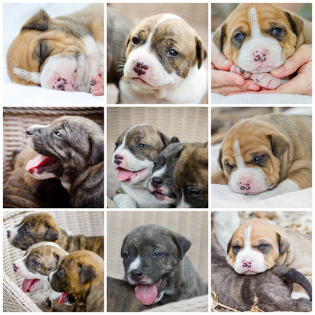 collage photo of cutie pitbull puppy dogの写真素材