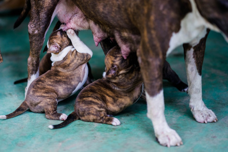 pitbull puppy dog eating milk dog momの写真素材