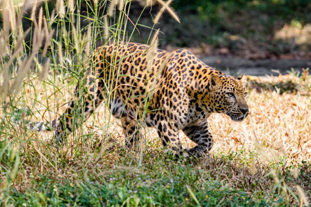 leopard in the zoo