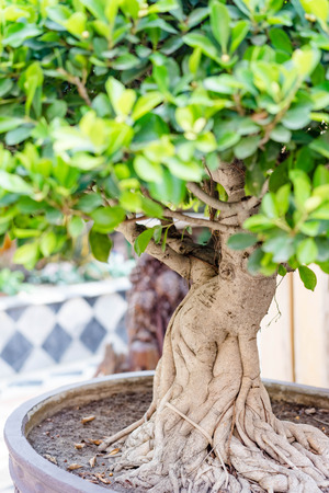 close up bonsai banyan tree in tree potの写真素材