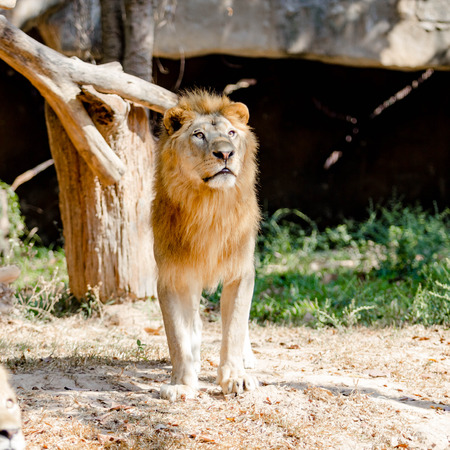 Big lion on tree in the zooの写真素材