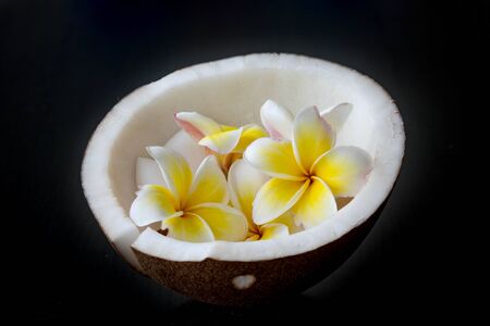 Coconut with Plumeria flower on black blackgroundの写真素材