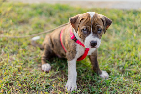 pitbull puppy dog sitting on lawnの写真素材