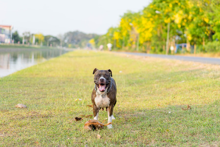 pitbull dog playing on lawnの写真素材