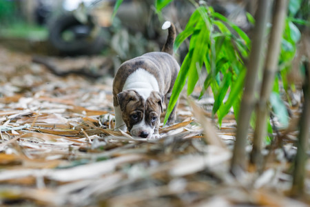 pit bull puppy dog on groundの写真素材